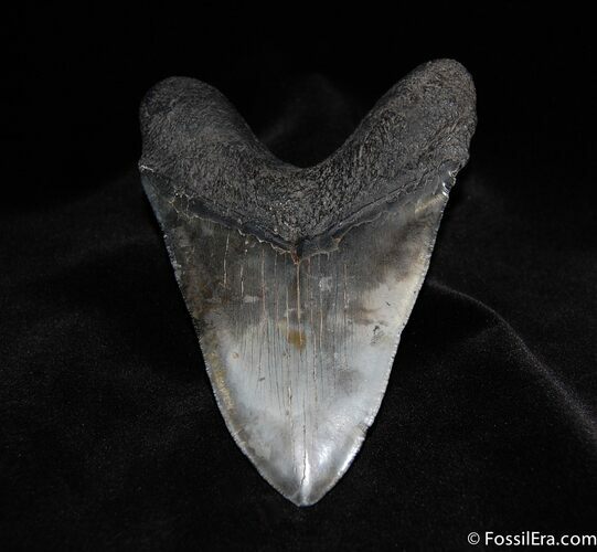 Huge / Inch Megalodon Tooth #88